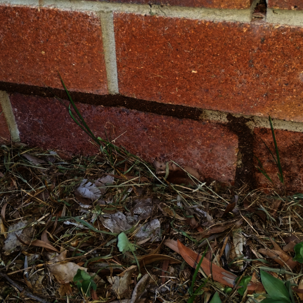 Termite Mudding on Bricks