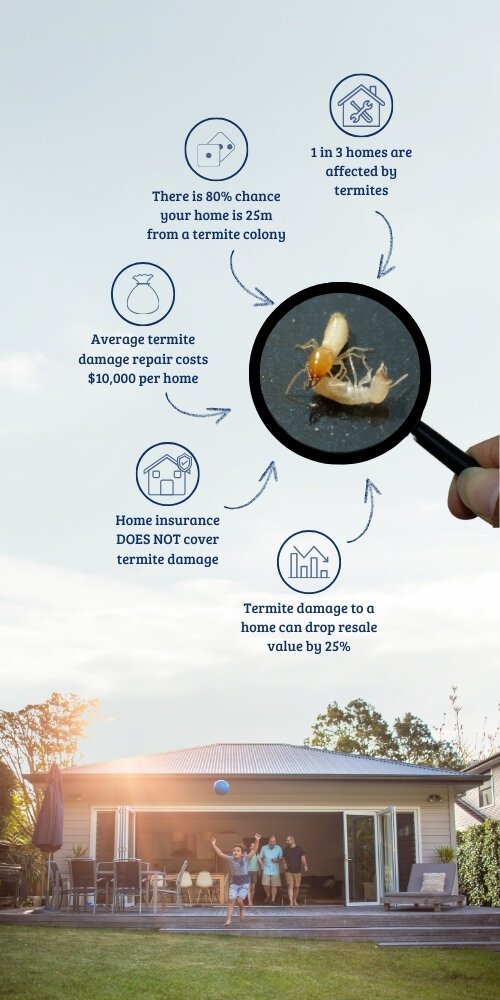 Termite Control & Inspections | CDI Pest Management
